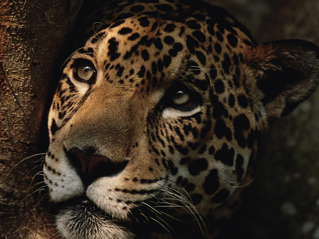Brazil Wildlife Adventure: the Amazon and Pantanal